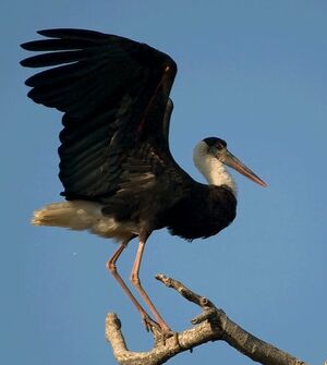 Cigogne épiscopale
