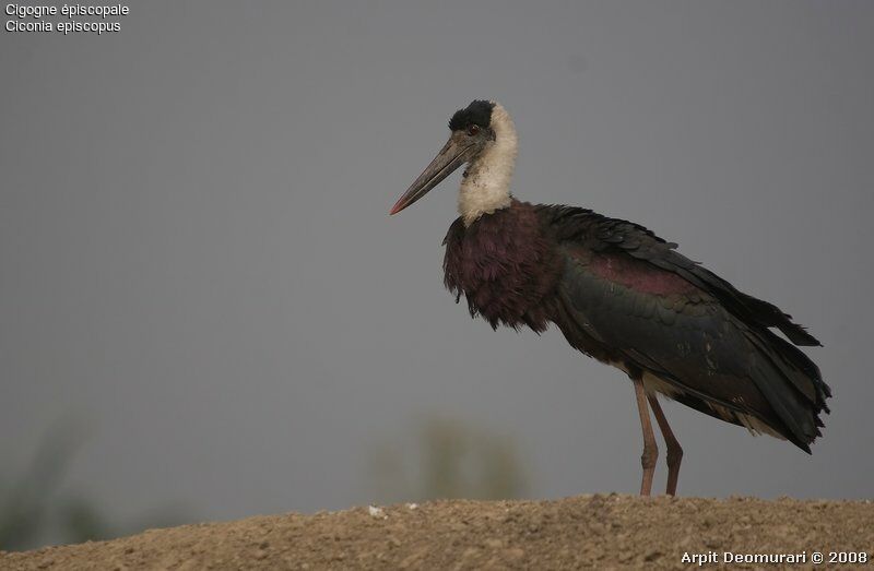Woolly-necked Stork, identification