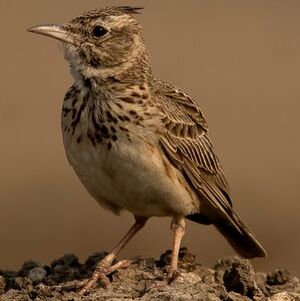 Crested Lark