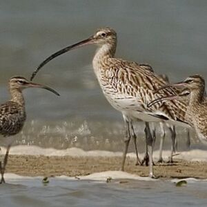 Eurasian Curlew 
&copy; Arpit Deomurari