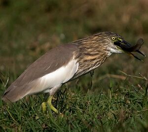 Indian Pond Heron