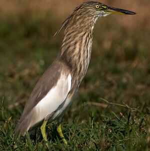 Indian Pond Heron
