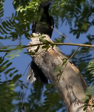 Drongo à raquettes