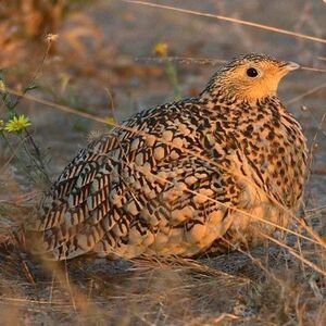 Chestnut-bellied Sandgrouse