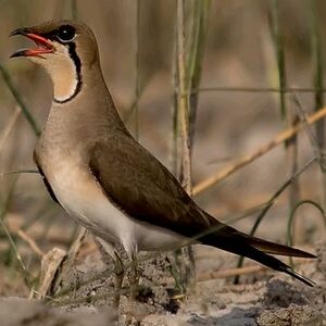 Collared Pratincole 
&copy; Arpit Deomurari