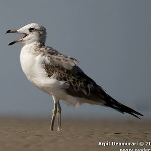 Pallas's Gull