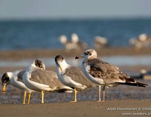 Pallas's Gull