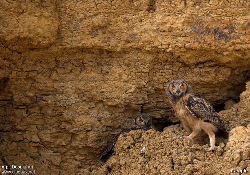 Indian Eagle-Owl, habitat