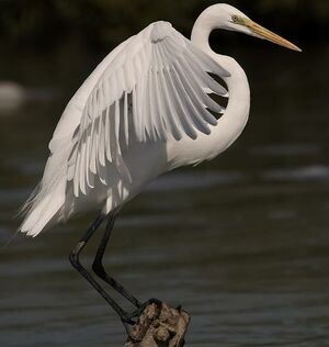 Great Egret 
&copy; Arpit Deomurari