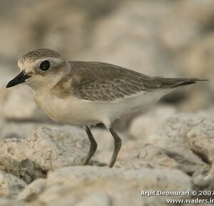 Greater Sand Plover 
&copy; Arpit Deomurari