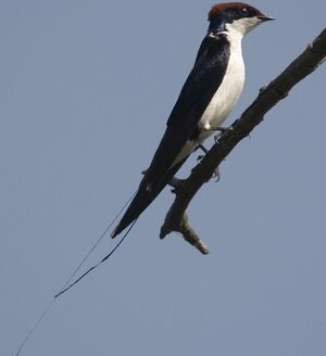 Hirondelle � longs brins