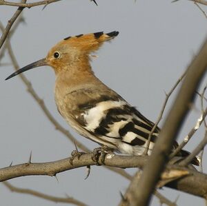 Eurasian Hoopoe 
&copy; Arpit Deomurari