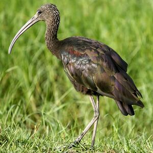 Glossy Ibis 
&copy; Arpit Deomurari