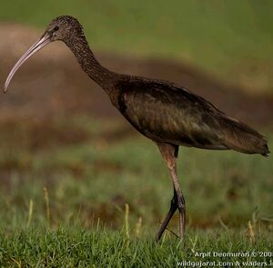 Ibis falcinelle 
&copy; Arpit Deomurari