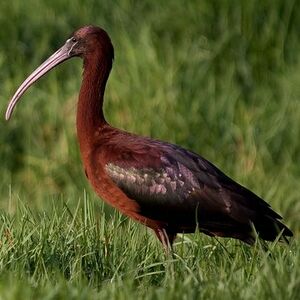 Ibis falcinelle 
&copy; Arpit Deomurari