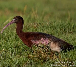 Ibis falcinelle 
&copy; Arpit Deomurari