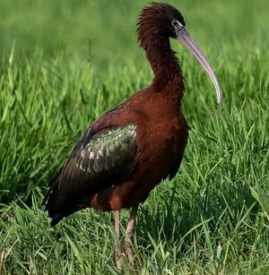 Ibis falcinelle 
&copy; Arpit Deomurari