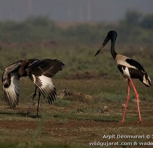 Jabiru d'Asie