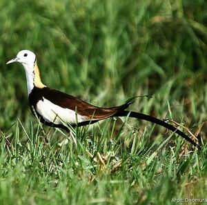 Jacana à longue queue
