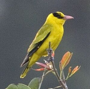 Black-naped Oriole