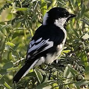 Mésange à ailes blanches