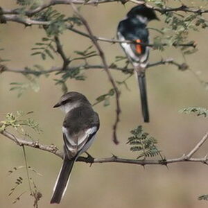 Minivet � ventre blanc