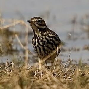 Red-throated Pipit