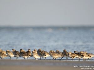 Grey Plover 
&copy; Arpit Deomurari