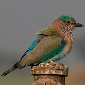 Indian Roller