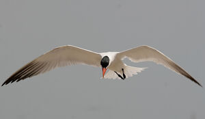 Caspian Tern 
&copy; Arpit Deomurari