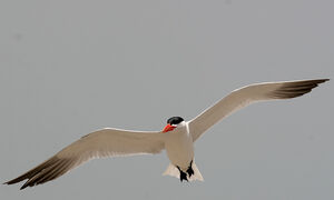 Caspian Tern 
&copy; Arpit Deomurari