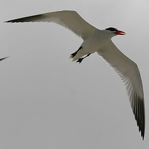 Caspian Tern 
&copy; Arpit Deomurari