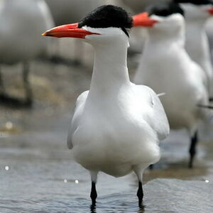 Caspian Tern 
&copy; Arpit Deomurari