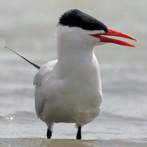 Caspian Tern 
&copy; Arpit Deomurari