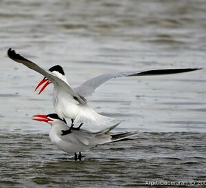Caspian Tern 
&copy; Arpit Deomurari