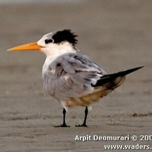 Lesser Crested Tern 
&copy; Arpit Deomurari