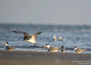 Lesser Crested Tern 
&copy; Arpit Deomurari