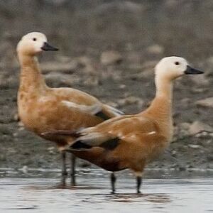 Ruddy Shelduck 
&copy; Arpit Deomurari