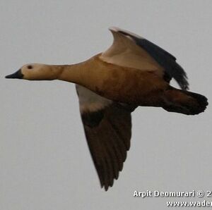Ruddy Shelduck 
&copy; Arpit Deomurari