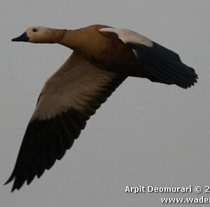 Ruddy Shelduck 
&copy; Arpit Deomurari