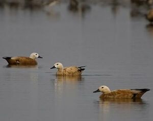 Ruddy Shelduck 
&copy; Arpit Deomurari