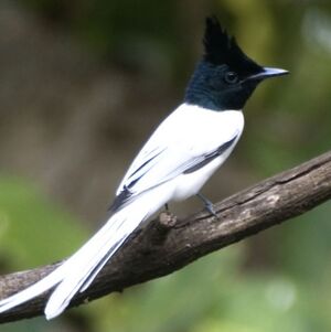 Asian Paradise Flycatcher