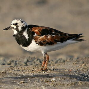 Ruddy Turnstone 
&copy; Arpit Deomurari