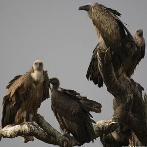 Griffon Vulture 
&copy; Arpit Deomurari