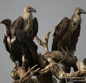 Griffon Vulture 
&copy; Arpit Deomurari