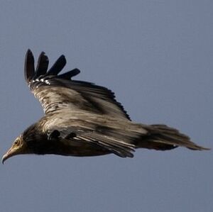 Egyptian Vulture 
&copy; Arpit Deomurari