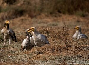 Egyptian Vulture 
&copy; Arpit Deomurari