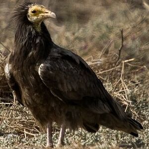 Egyptian Vulture 
&copy; Arpit Deomurari