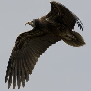 Egyptian Vulture 
&copy; Arpit Deomurari