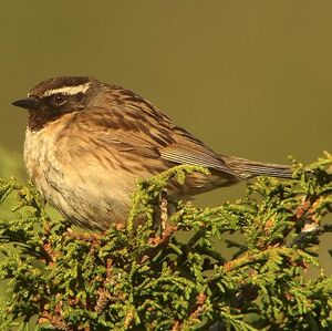 Black-throated Accentor